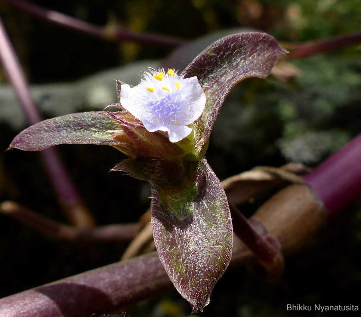 Cyanotis villosa (Spreng.) Schult. & Schult.f.